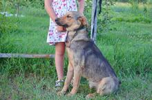 DRUZGOK, Hund, Mischlingshund in Russische Föderation - Bild 8