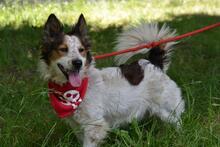 YORGE, Hund, Mischlingshund in Slowakische Republik - Bild 2