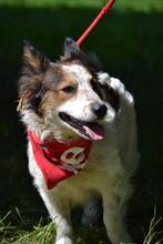 YORGE, Hund, Mischlingshund in Slowakische Republik - Bild 3