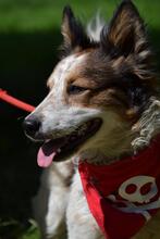 YORGE, Hund, Mischlingshund in Slowakische Republik - Bild 4