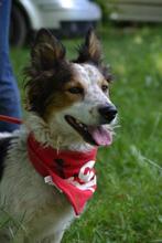 YORGE, Hund, Mischlingshund in Slowakische Republik - Bild 6