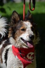 YORGE, Hund, Mischlingshund in Slowakische Republik - Bild 7
