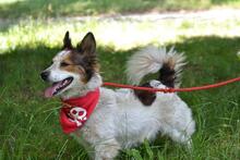 YORGE, Hund, Mischlingshund in Slowakische Republik - Bild 8
