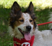 YORGE, Hund, Mischlingshund in Slowakische Republik - Bild 9