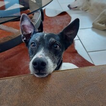 KUKO, Hund, Bodeguero Andaluz-Mix in Saterland - Bild 1