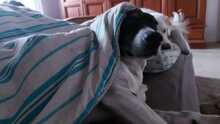 KUKO, Hund, Bodeguero Andaluz-Mix in Saterland - Bild 10