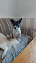 KUKO, Hund, Bodeguero Andaluz-Mix in Saterland - Bild 2