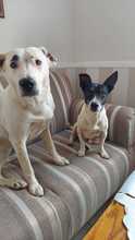 KUKO, Hund, Bodeguero Andaluz-Mix in Saterland - Bild 4