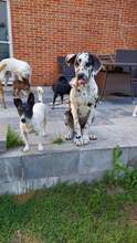 KUKO, Hund, Bodeguero Andaluz-Mix in Saterland - Bild 7