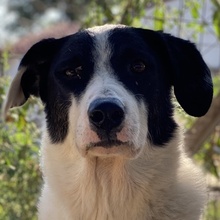 NEVILLE, Hund, Mischlingshund in Griechenland - Bild 1
