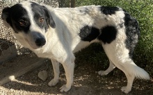 NEVILLE, Hund, Mischlingshund in Griechenland - Bild 11