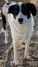 NEVILLE, Hund, Mischlingshund in Griechenland - Bild 2
