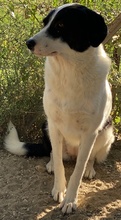 NEVILLE, Hund, Mischlingshund in Griechenland - Bild 4
