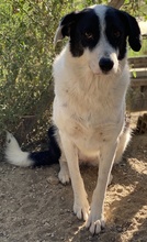 NEVILLE, Hund, Mischlingshund in Griechenland - Bild 5