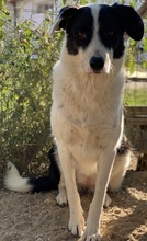NEVILLE, Hund, Mischlingshund in Griechenland - Bild 6