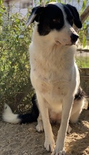 NEVILLE, Hund, Mischlingshund in Griechenland - Bild 7