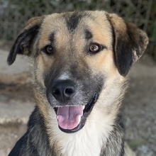 RONDUS, Hund, Mischlingshund in Griechenland - Bild 1