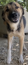 RONDUS, Hund, Mischlingshund in Griechenland - Bild 10