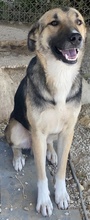 RONDUS, Hund, Mischlingshund in Griechenland - Bild 3