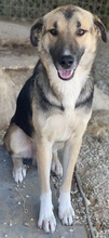 RONDUS, Hund, Mischlingshund in Griechenland - Bild 4