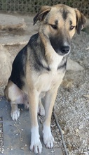 RONDUS, Hund, Mischlingshund in Griechenland - Bild 5
