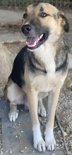 RONDUS, Hund, Mischlingshund in Griechenland - Bild 6