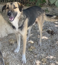RONDUS, Hund, Mischlingshund in Griechenland - Bild 7
