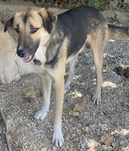 RONDUS, Hund, Mischlingshund in Griechenland - Bild 8