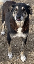 ARROX, Hund, Mischlingshund in Griechenland - Bild 10