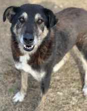 ARROX, Hund, Mischlingshund in Griechenland - Bild 12