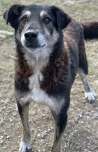 ARROX, Hund, Mischlingshund in Griechenland - Bild 2