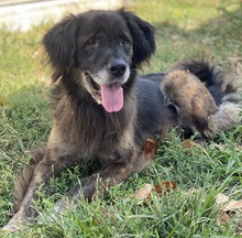 BONES, Hund, Mischlingshund in Griechenland - Bild 11
