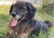 BONES, Hund, Mischlingshund in Griechenland - Bild 7