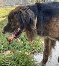 BONES, Hund, Mischlingshund in Griechenland - Bild 8