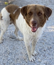 ETIENNE, Hund, Mischlingshund in Griechenland - Bild 11
