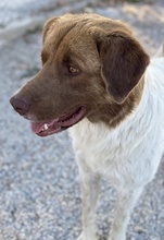 ETIENNE, Hund, Mischlingshund in Griechenland - Bild 13