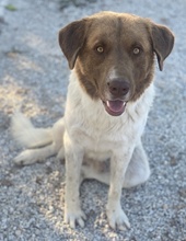 ETIENNE, Hund, Mischlingshund in Griechenland - Bild 2