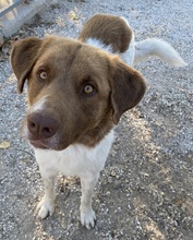 ETIENNE, Hund, Mischlingshund in Griechenland - Bild 4