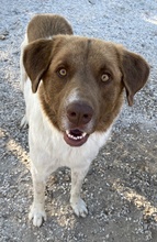 ETIENNE, Hund, Mischlingshund in Griechenland - Bild 5
