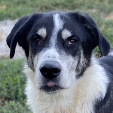 FLORENTIN, Hund, Mischlingshund in Griechenland - Bild 1