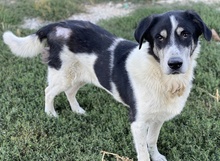 FLORENTIN, Hund, Mischlingshund in Griechenland - Bild 12