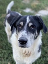 FLORENTIN, Hund, Mischlingshund in Griechenland - Bild 2