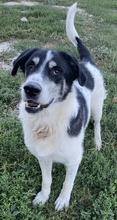 FLORENTIN, Hund, Mischlingshund in Griechenland - Bild 3
