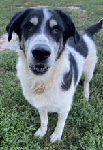 FLORENTIN, Hund, Mischlingshund in Griechenland - Bild 8