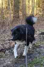 CANTANO, Hund, Mischlingshund in Stolk - Bild 11