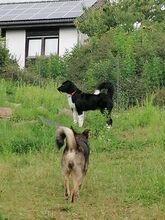 CANTANO, Hund, Mischlingshund in Stolk - Bild 20