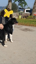 CANTANO, Hund, Mischlingshund in Stolk - Bild 23