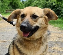 HILLS99, Hund, Mischlingshund in Slowakische Republik - Bild 1