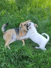 HILLS99, Hund, Mischlingshund in Slowakische Republik - Bild 3