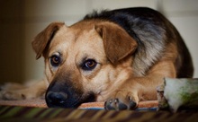HILLS99, Hund, Mischlingshund in Slowakische Republik - Bild 4